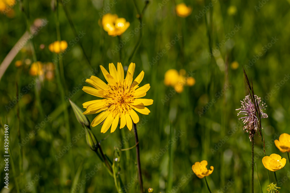 Tragopogon pratensis flower in field	