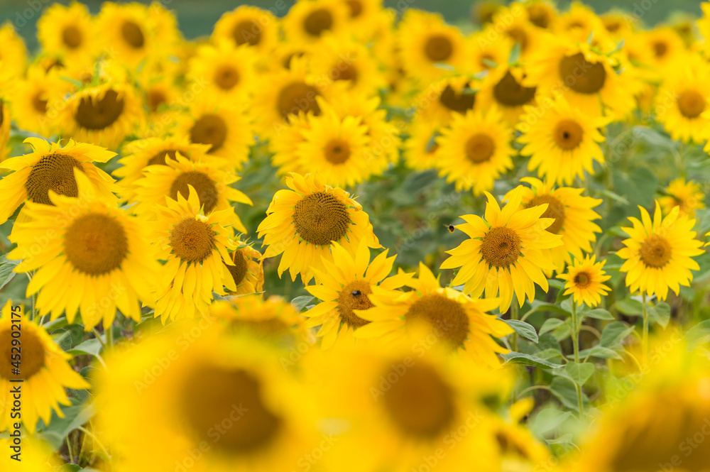 Fototapeta premium Sunflowers in a field in summer, England