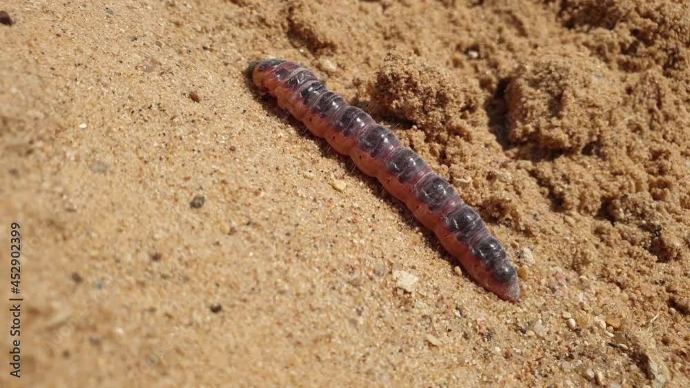 The caterpillar is crawling on the sand. Caterpillar close-up. The caterpillar is crawling on the sand. Caterpillar close-up.