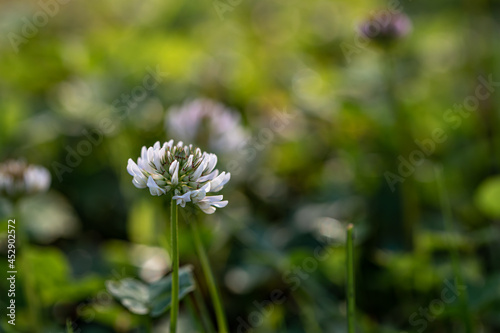 Trifolium repens flower growing in field  macro