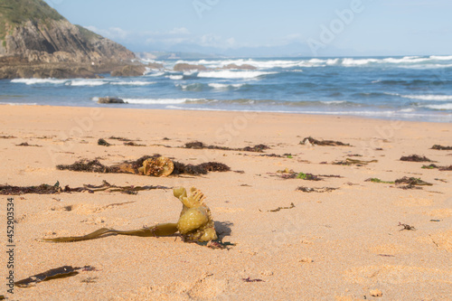 coral in Tagle beach sand photo