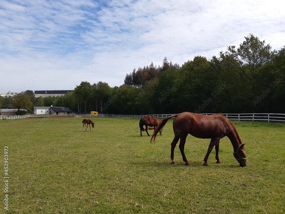 Obraz premium Manada de caballos en un prado de Galicia