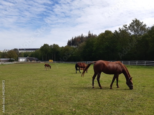 Manada de caballos en un prado de Galicia