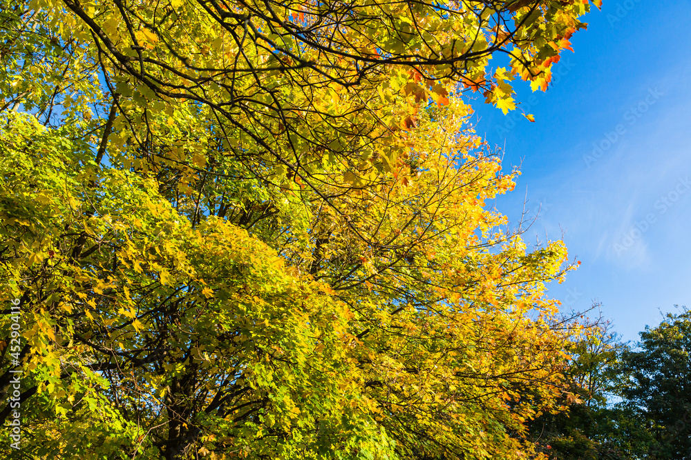 Fototapeta premium ドイツ ミュンヘンのオリンピアパークの紅葉