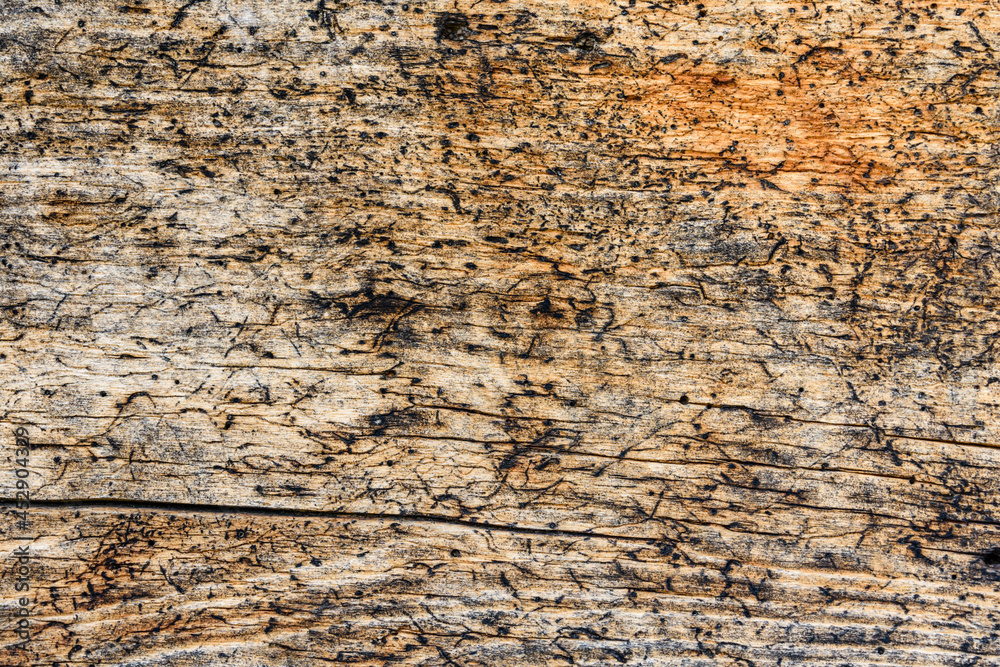 Texture of the log damaged by wood pests. Wooden pattern for background