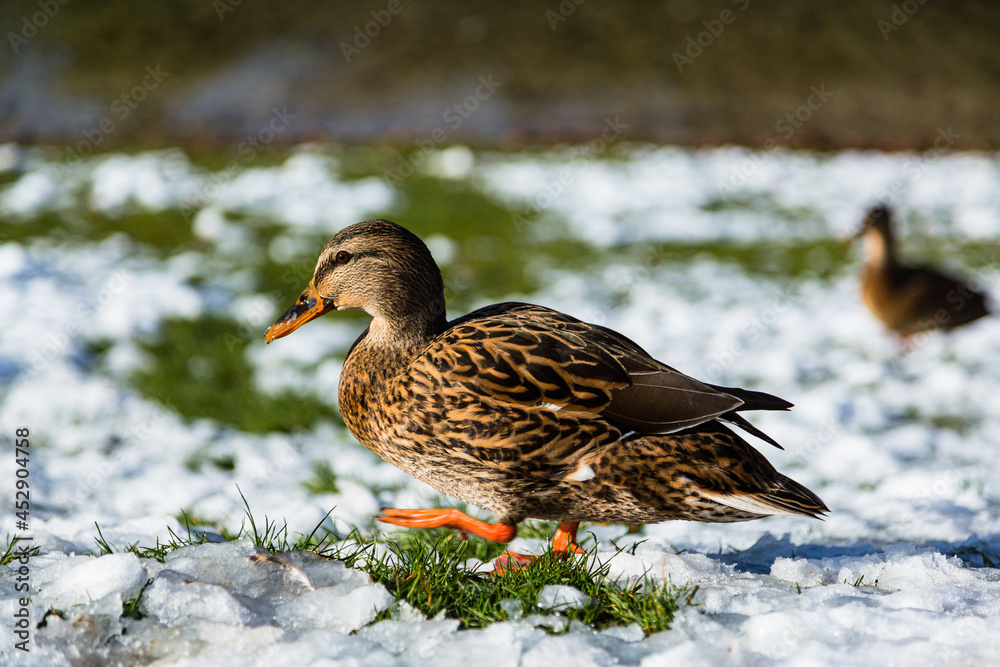 雪化粧の湖畔とカルガモ
