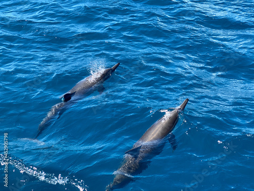 Group of dolphins swimming in Reunion island © aylerein