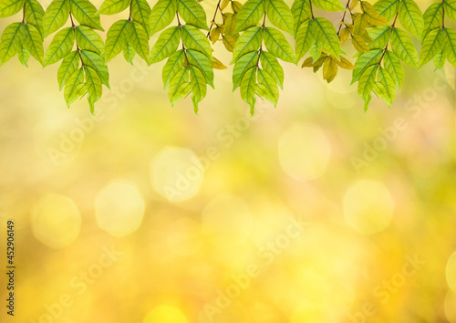 abstract nature ,bokeh green and pink with blurred background.