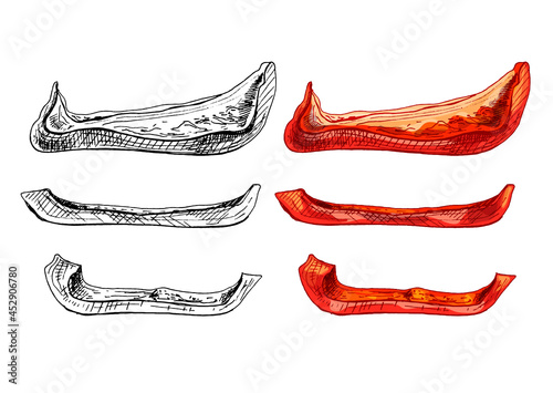 Wallpaper Mural Whole half and slice sweet red bell peppers. Vector vintage hatching Torontodigital.ca