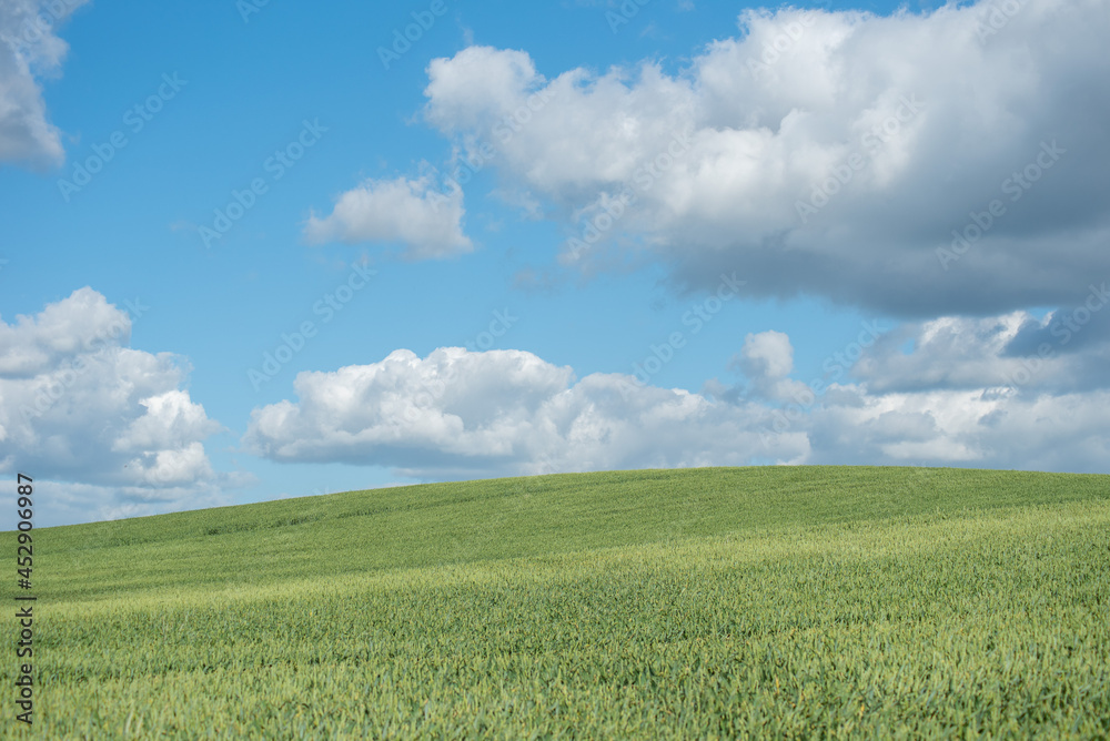 Landscape with green wheat field and blue sky covered with light clouds. 