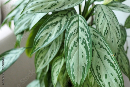 aglaonema ornamental plant, decorative house flowers, natural live aglaonema flower,