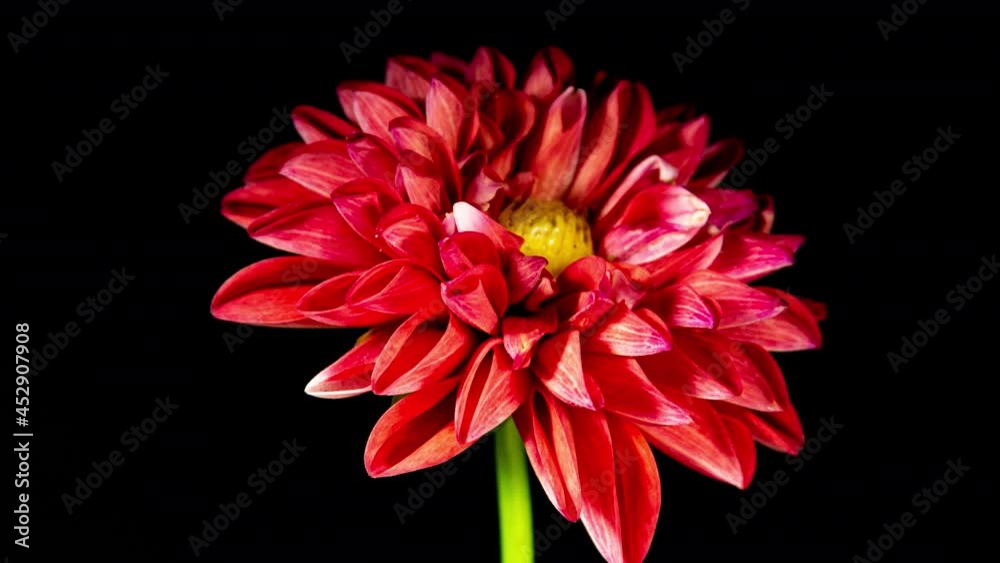 Red Dahlia Flower Opens and Wilts in Time Lapse on a Black Background. The Plant has Faded After the Blooming Red Dahlia Flower Opens and Wilts in Time Lapse on a Black Background. The Plant has Faded After the Blooming