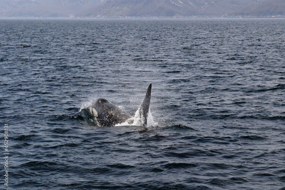 Fototapeta premium 【北海道】知床の海に回遊する野生のシャチ（北海道羅臼沖）