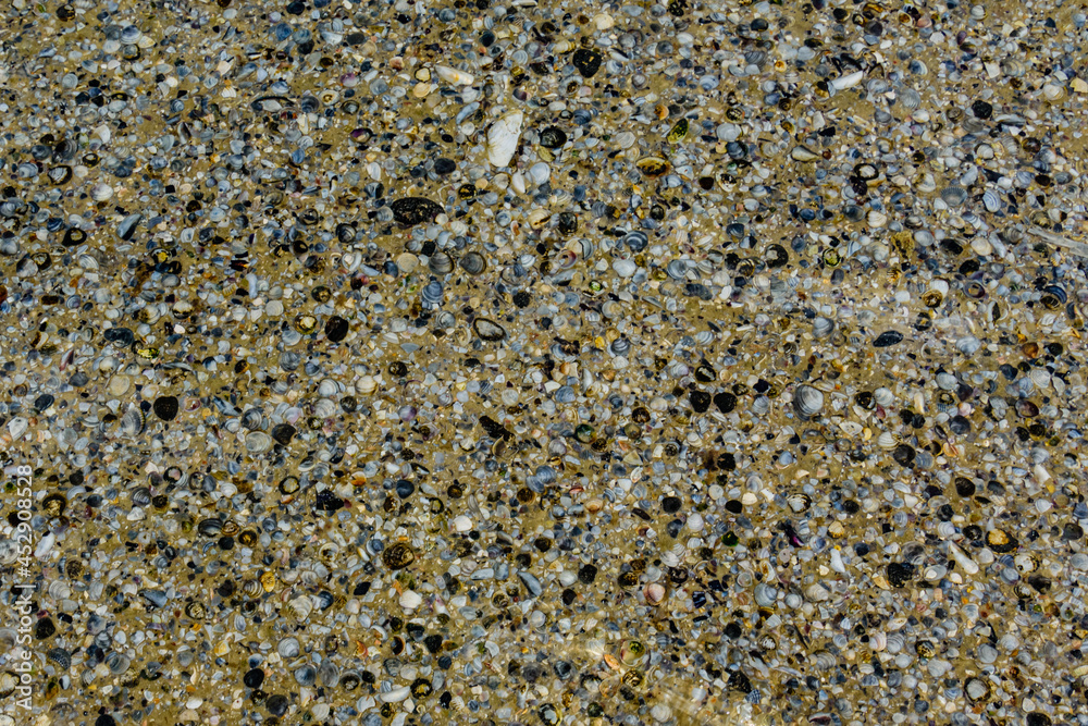 Background of the many sea shells. Natural pattern Background of the many sea shells. Natural pattern