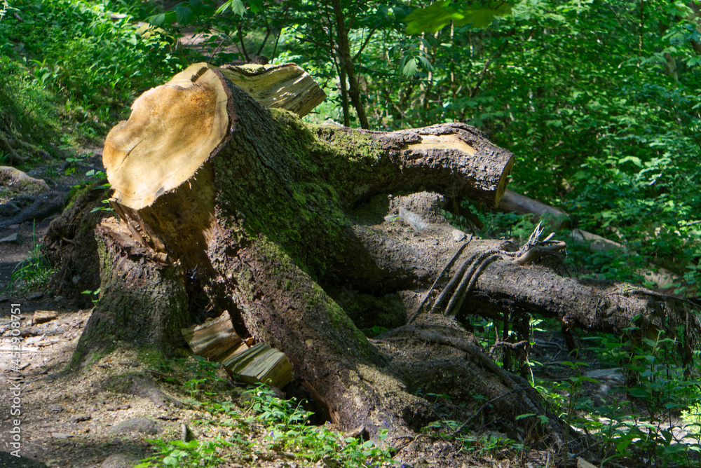 tree stump tree stump