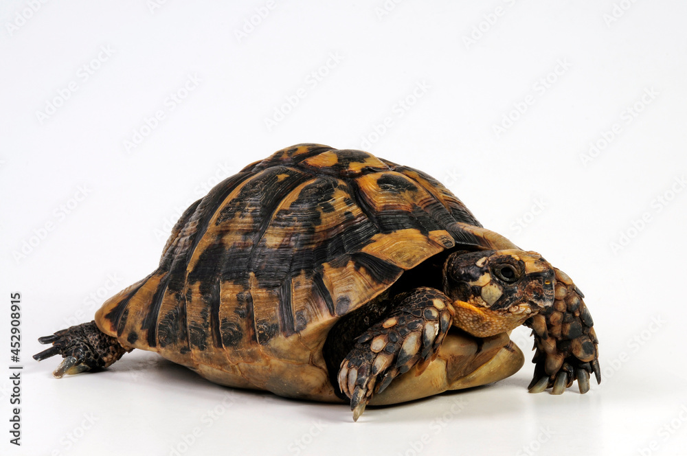 Obraz premium Greek tortoise, spur-thighed tortoise // Maurische Landschildkröte (Testudo graeca) 