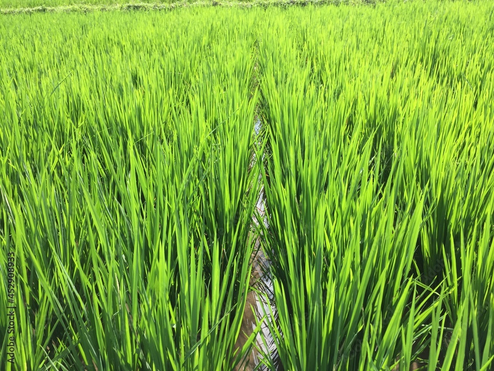 The condition of rice plants that are still young and still green The condition of rice plants that are still young and still green