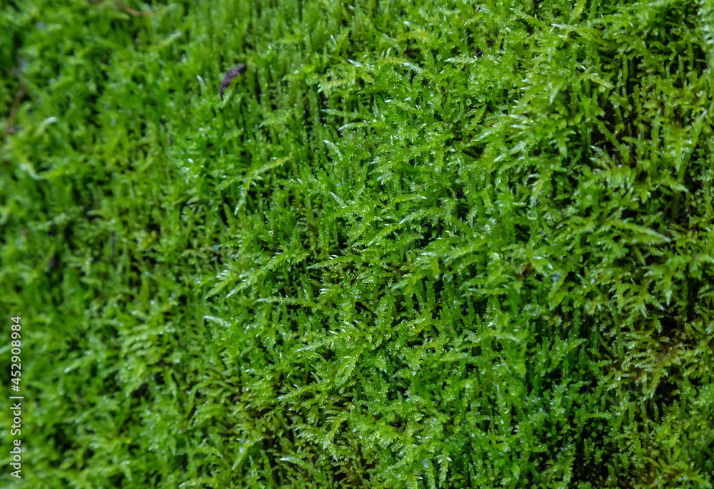 green moss. texture close up green moss. texture close up