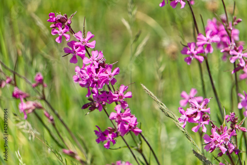 lavender flowers in the field