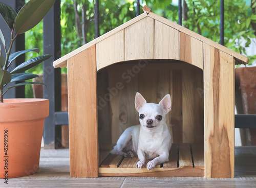 Quadro su tela white short hair Chihuahua dog lying down  in wooden dog house at balcony smiling and , looking at camera