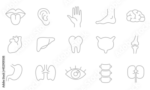 Human body parts, organs - vector linear icon set.