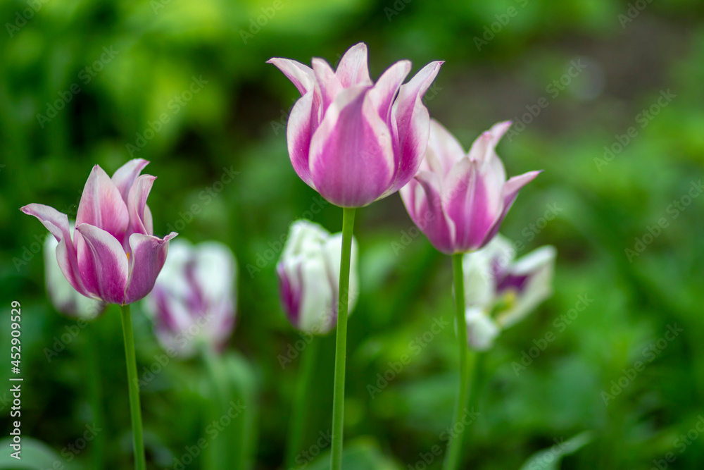 Lilac tulip on a background of green grass in the park. High quality photo 2 - копия Lilac tulip on a background of green grass in the park. High quality photo 2 - копия