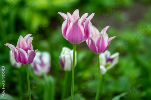 Lilac tulip on a background of green grass in the park. High quality photo 2 -           