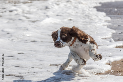 Cute puppy spaniel dog playing in the sea on a beach walk photo