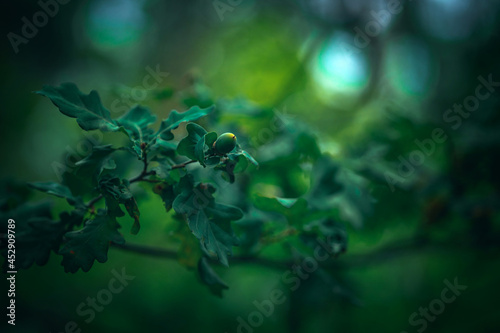 Acorns on green oak, natural background