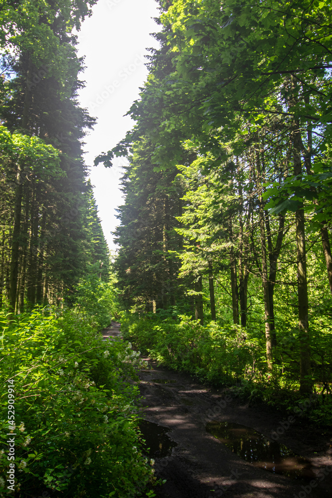 Fototapeta premium path through the forest trees, nature green wood