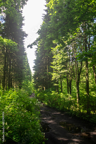 Wallpaper Mural path through the forest trees, nature green wood Torontodigital.ca