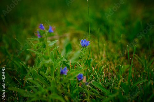 Purple wildflowers in the grass