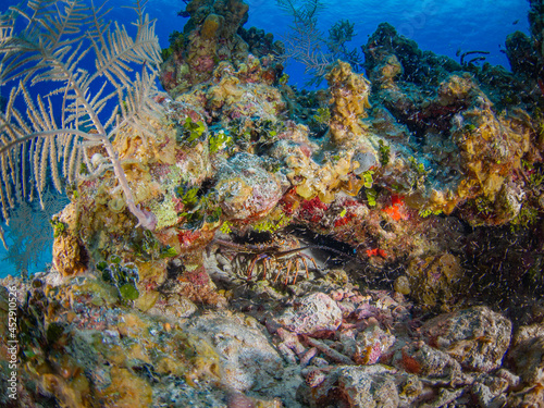 Fototapeta Naklejka Na Ścianę i Meble -  Caribbean spiny lobster in a coral reef (Grand Cayman, Cayman Islands)
