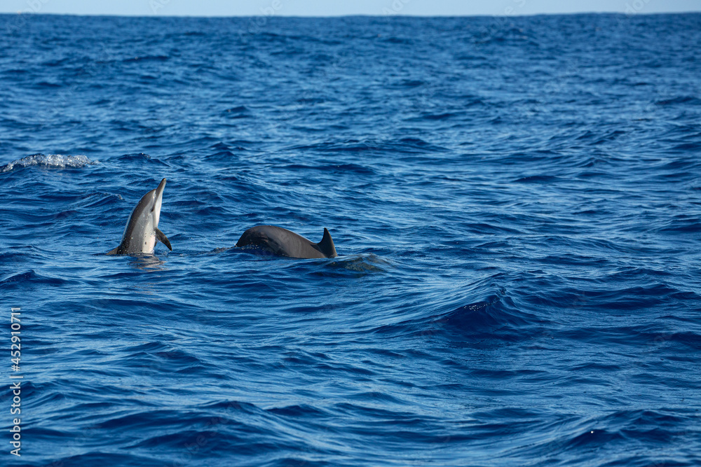 Obraz premium Group of dolphins swimming in Reunion island