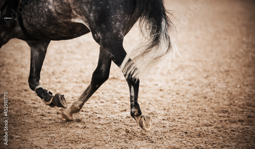 Fotografie A fast dappled gray horse with a beautiful long tail runs at a gallop through the arena, stepping hooves on the sand