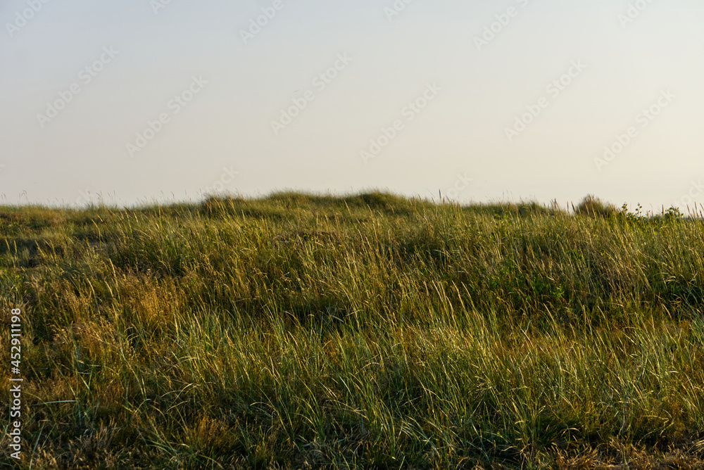 Obraz premium field in the morning