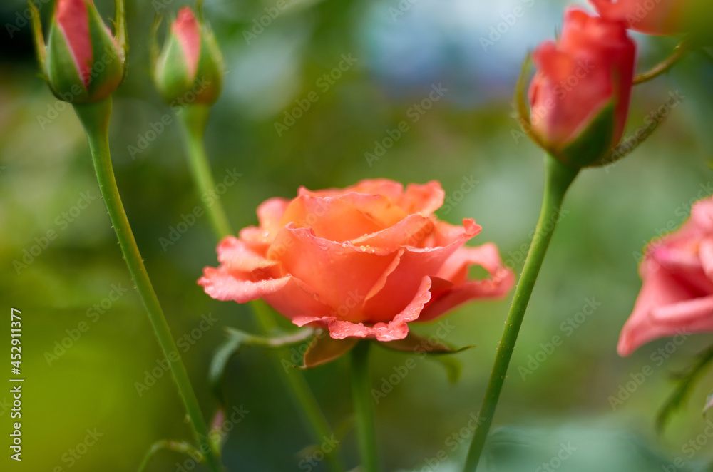 Blooming scarlet rose on a green background side view Blooming scarlet rose on a green background side view