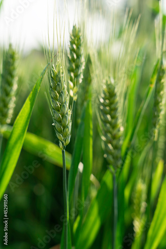 Green wheat ears shot in the morning