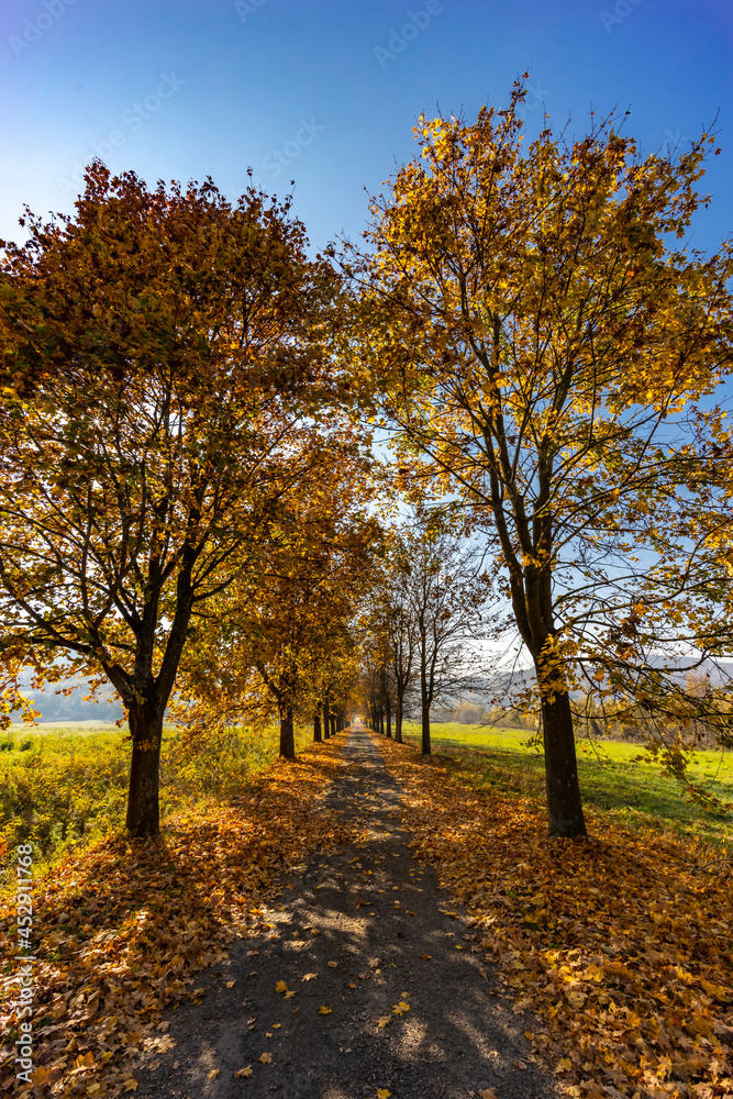 Obraz premium autumn alley near Banhorvati in Northern Hungary, Hungary