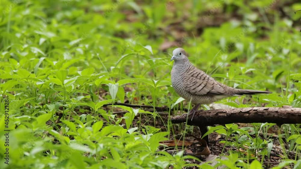 closeup clip of a zebra dove in nature closeup clip of a zebra dove in nature