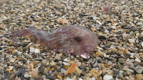 Jellyfish moving on the beach sand. Jellyfish on the seashore close-up with selective focus. Pelagia noctiluca.
