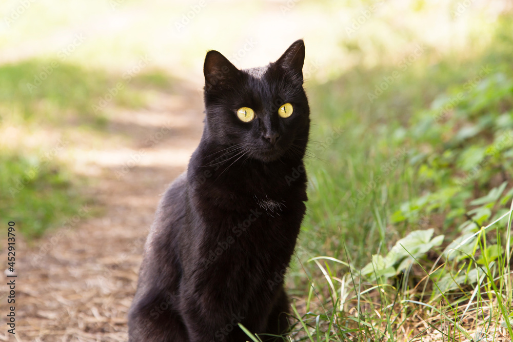 Beautiful bombay black cat portrait with yellow eyes closeup in green grass in nature in sunny day in spring summer garden	
