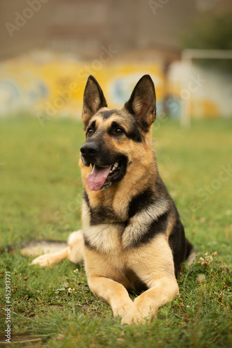 dog portrait east european shepherd german shepherd summer lies
