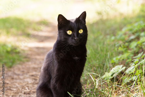 Beautiful bombay black cat portrait with yellow eyes closeup in green grass in nature in sunny day in spring summer garden 