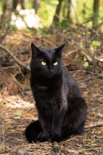 Bombay black serious cat portrait with yellow eyes sit outdoors in forest in autumn nature 