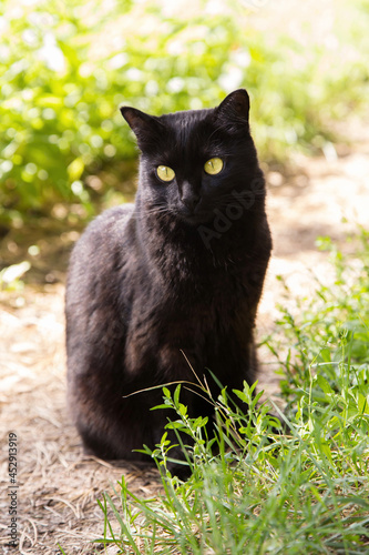 Cute black cat portrait with yellow eyes and attentive look sit in spring summer garden in green grass in sunlight close up
