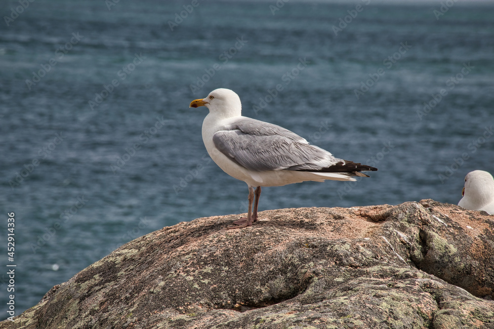 seagull on the rocks seagull on the rocks