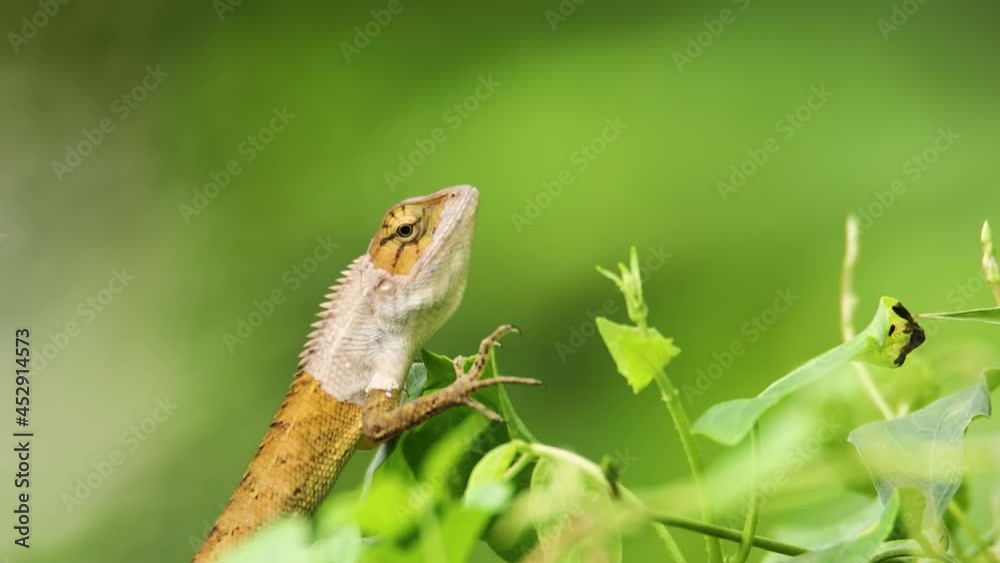 closeup clip of a oriental garden lizard in nature closeup clip of a oriental garden lizard in nature