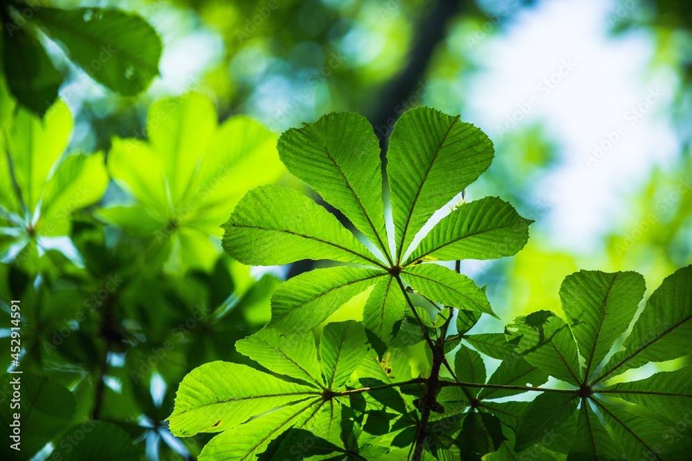 Green Leaves Green Leaves