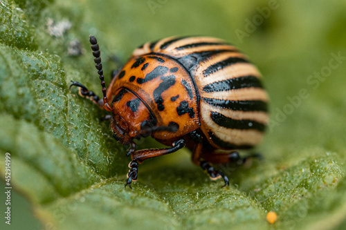 Calorado potato beetle on leaf © Александр Сибирцев